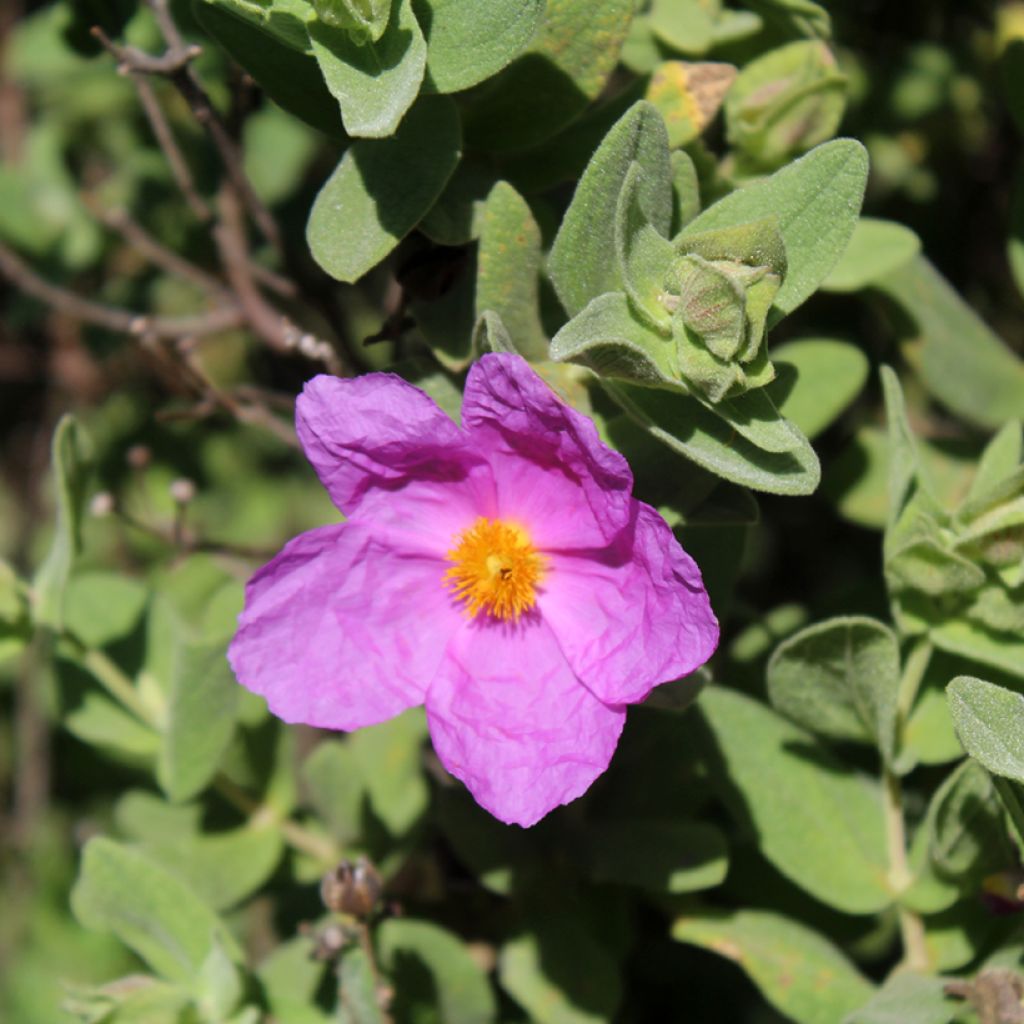 Ruusukistus - Cistus albidus