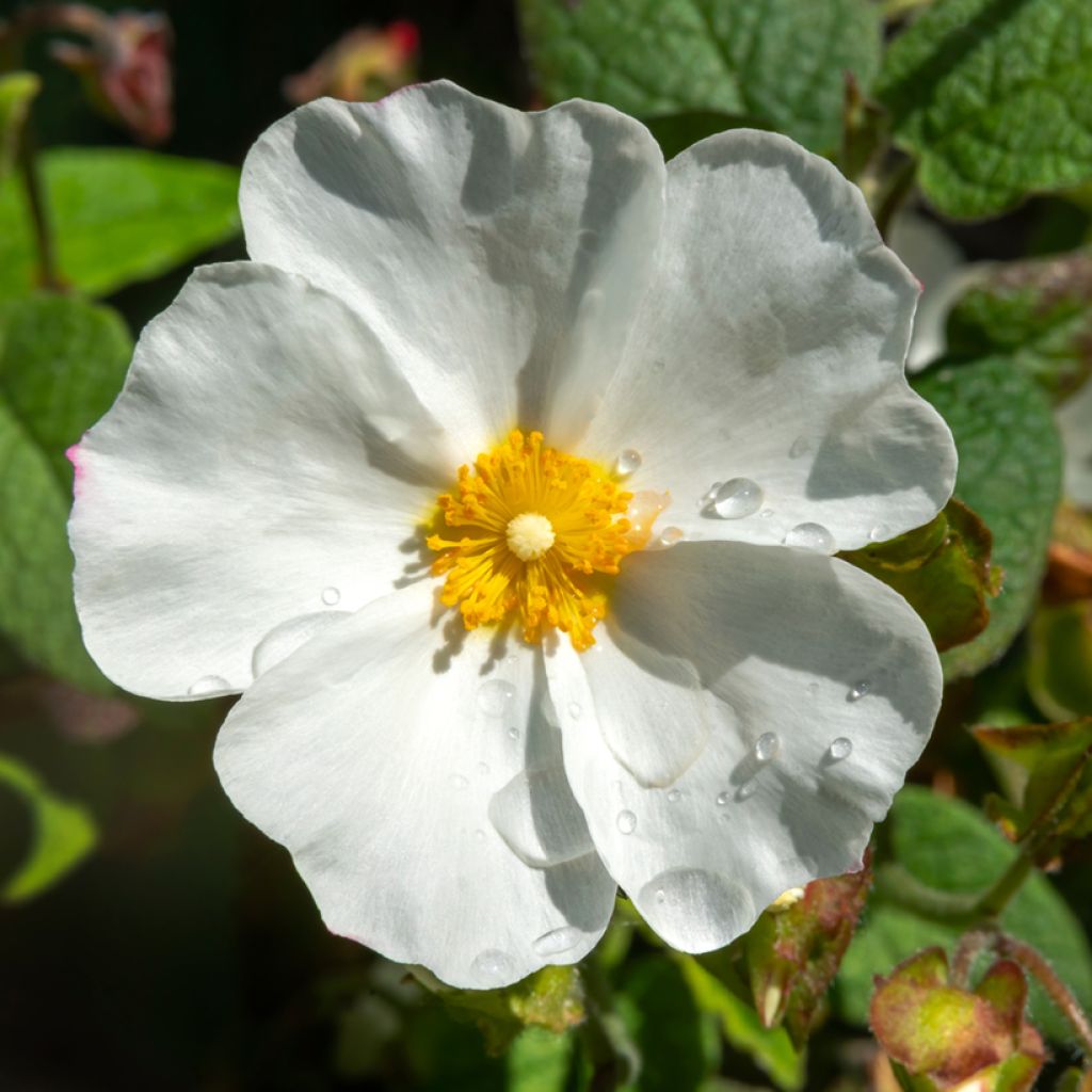 Kistus - Cistus x corbariensis