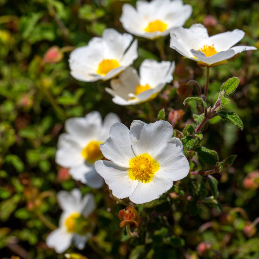 Kistus - Cistus x corbariensis