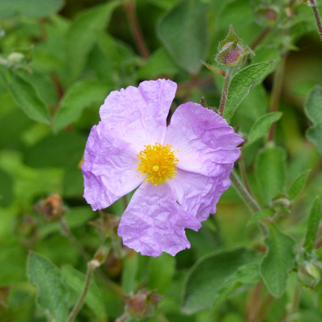 Kreetankistus - Cistus creticus