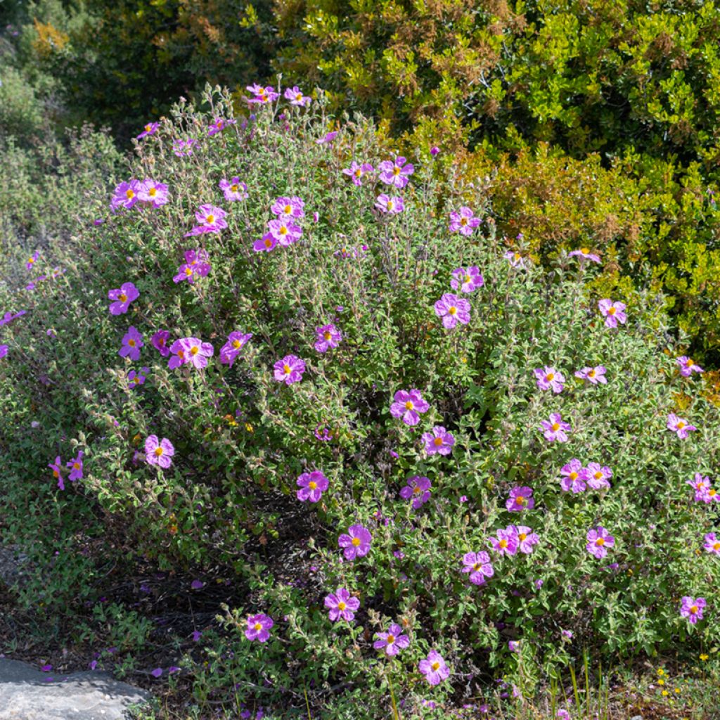 Kreetankistus - Cistus creticus