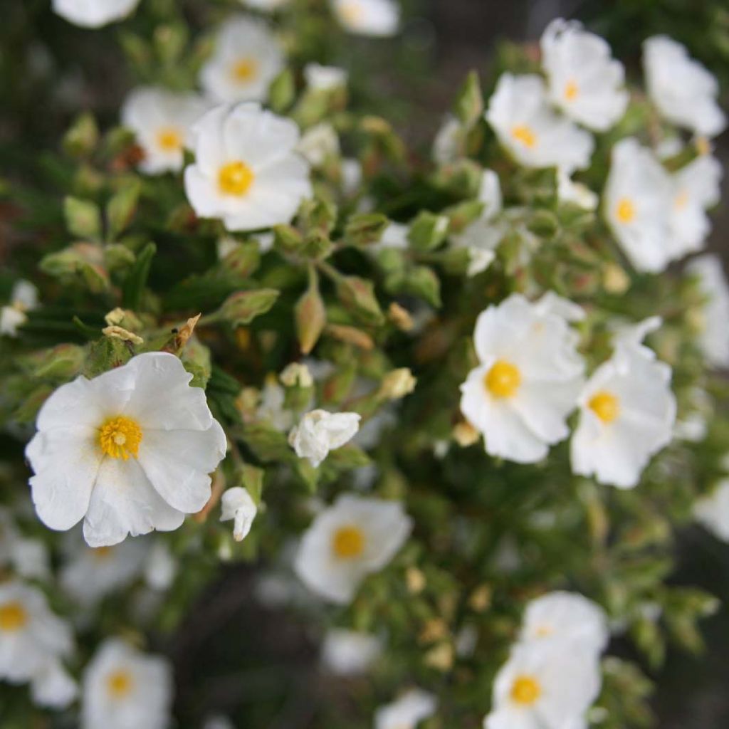 Kaitakistus - Cistus monspeliensis