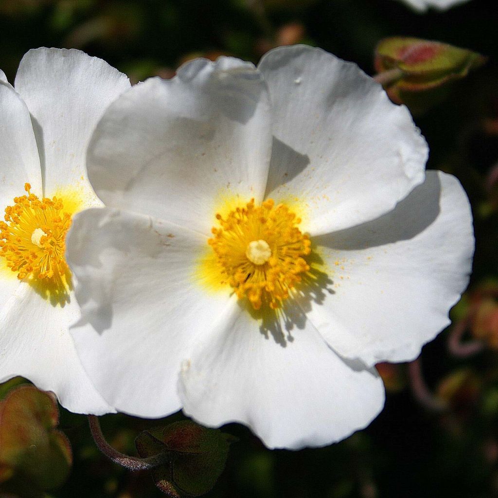 Kaitakistus - Cistus monspeliensis