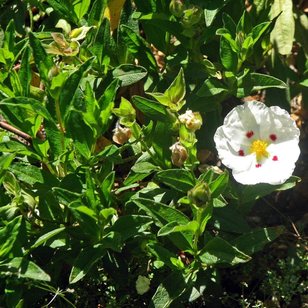 Kistus - Cistus x obtusifolius