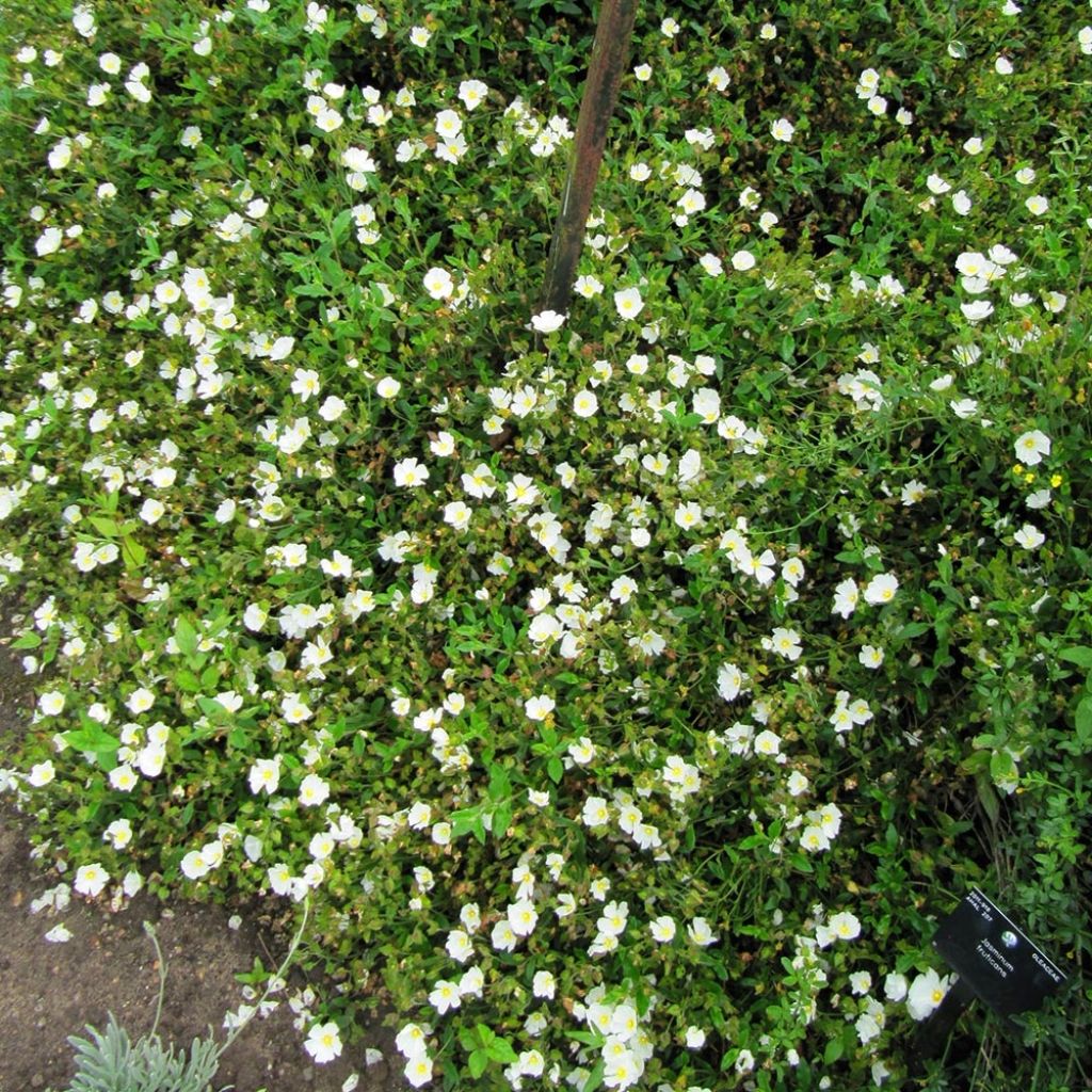 Kistus - Cistus x obtusifolius
