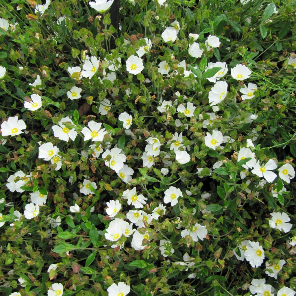 Kistus - Cistus x obtusifolius