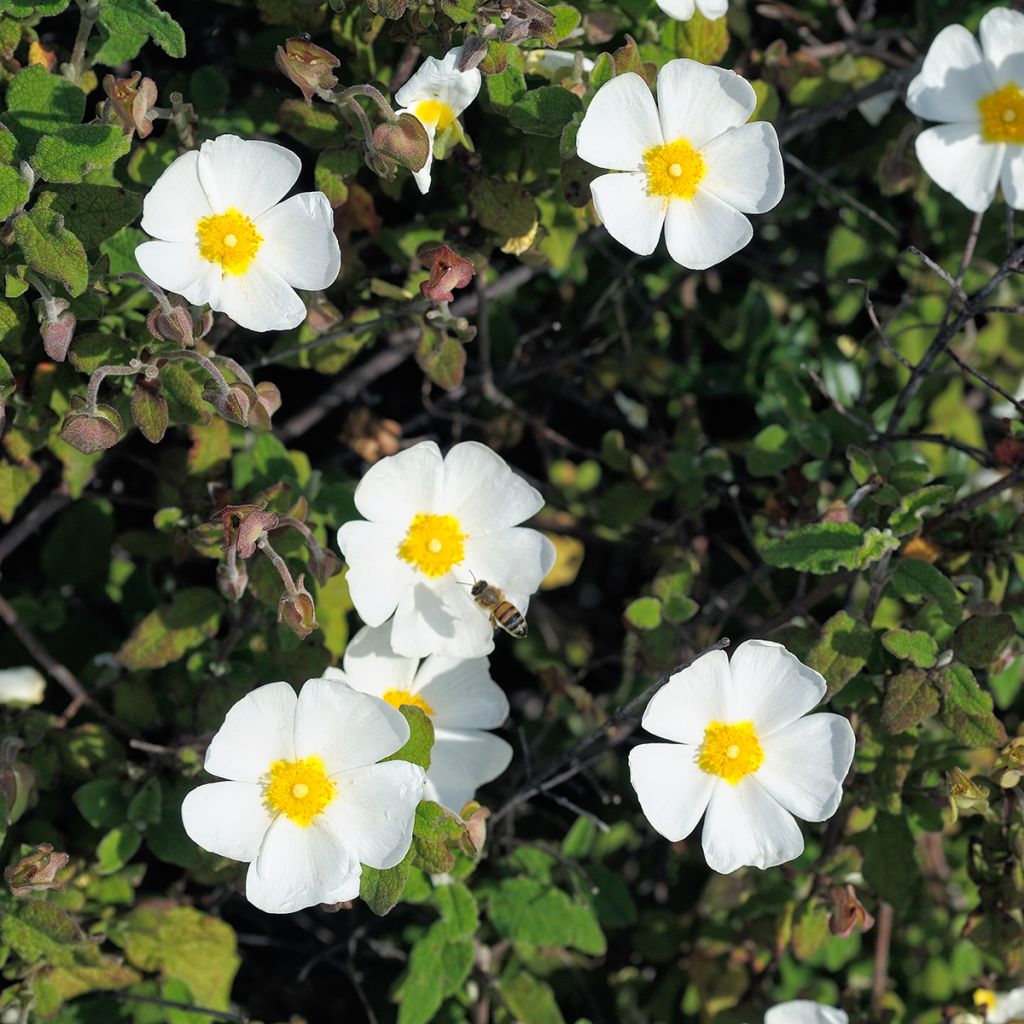 Kistus - Cistus x obtusifolius