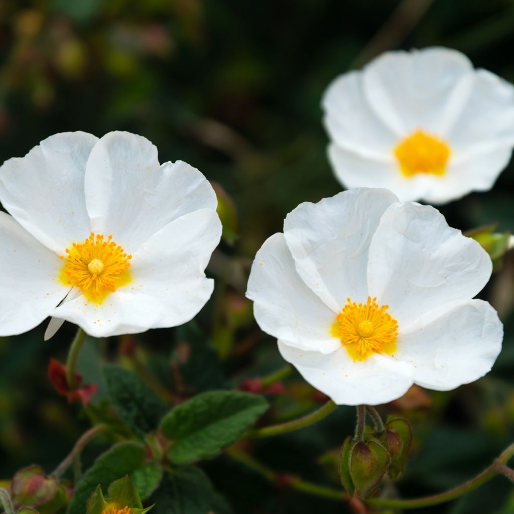 Kistus - Cistus x obtusifolius
