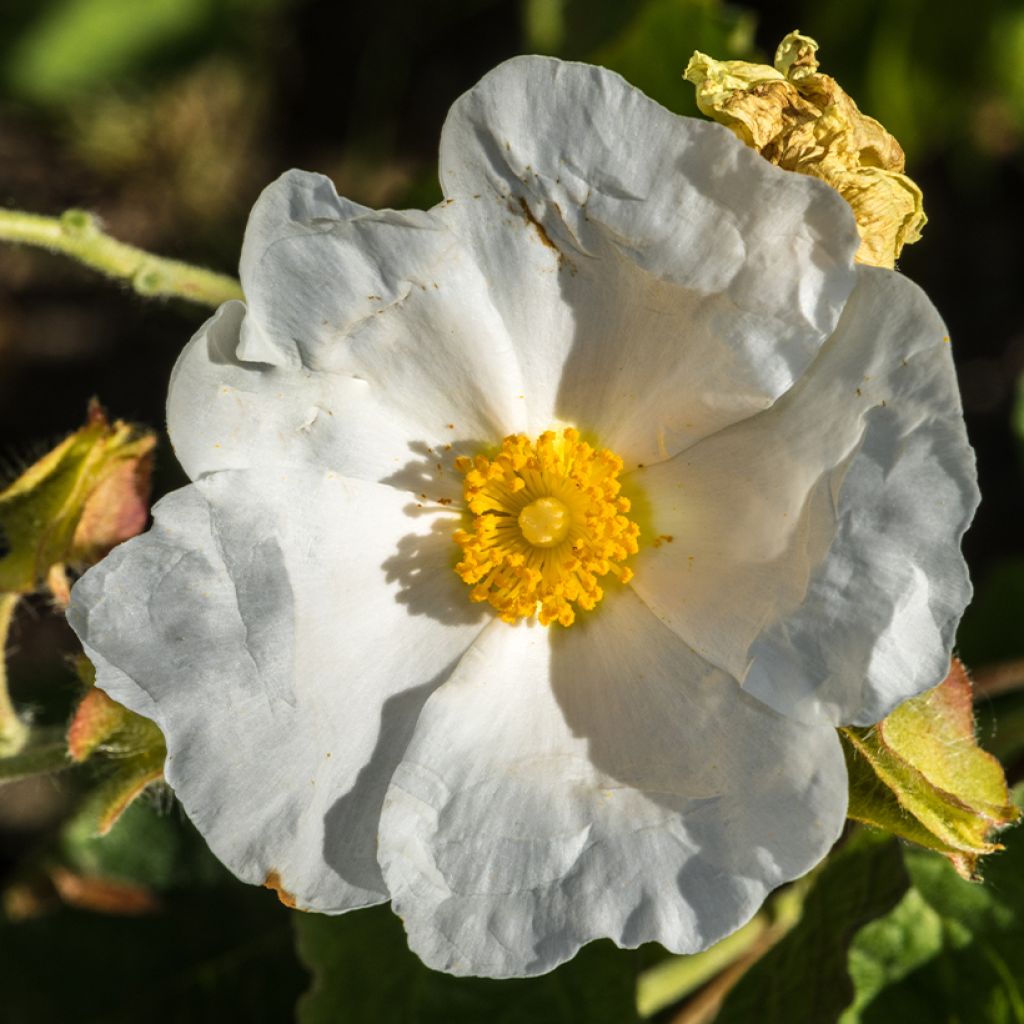 Kistus - Cistus populifolius