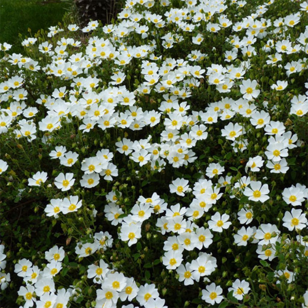 Kistus - Cistus salviifolius