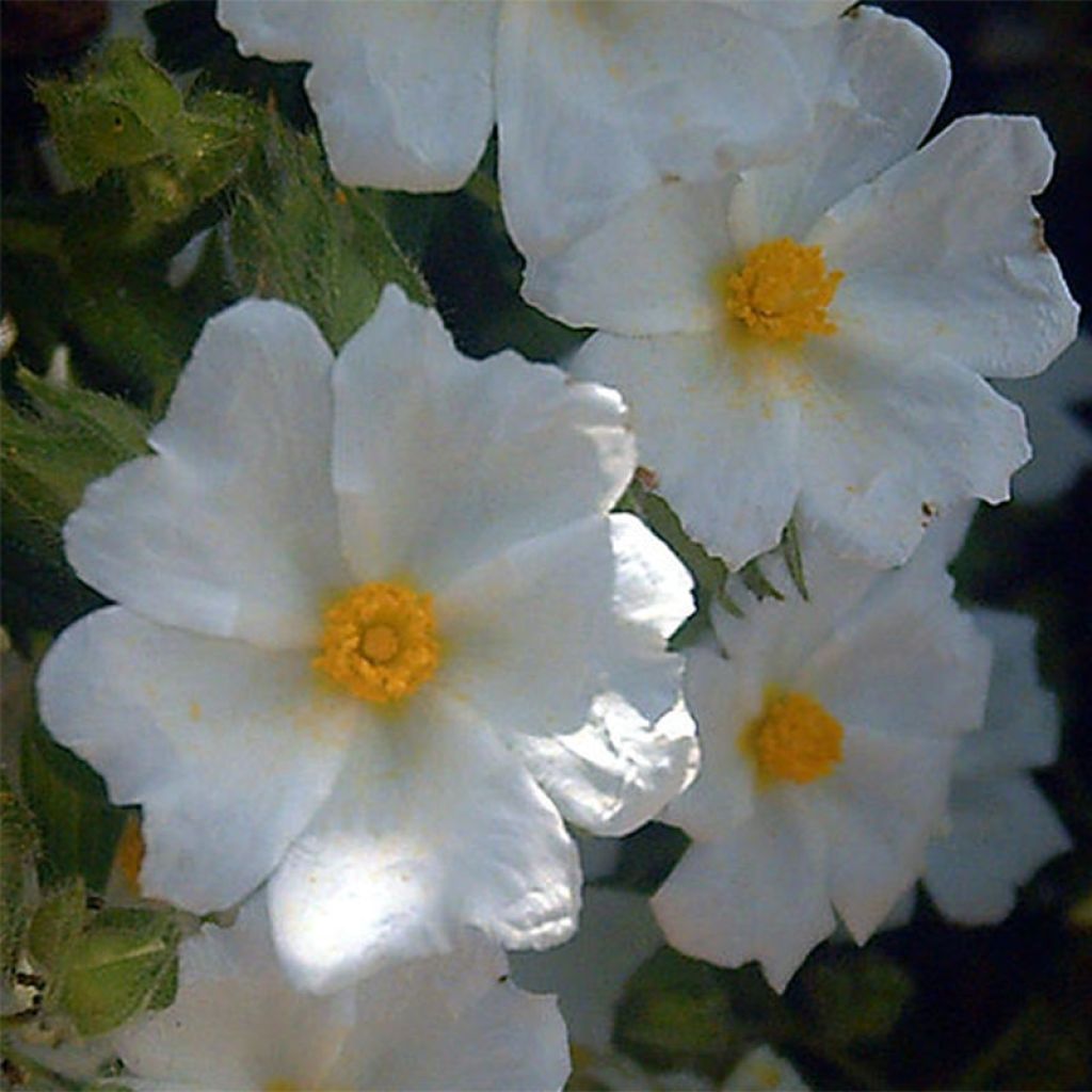 Kistus - Cistus salviifolius