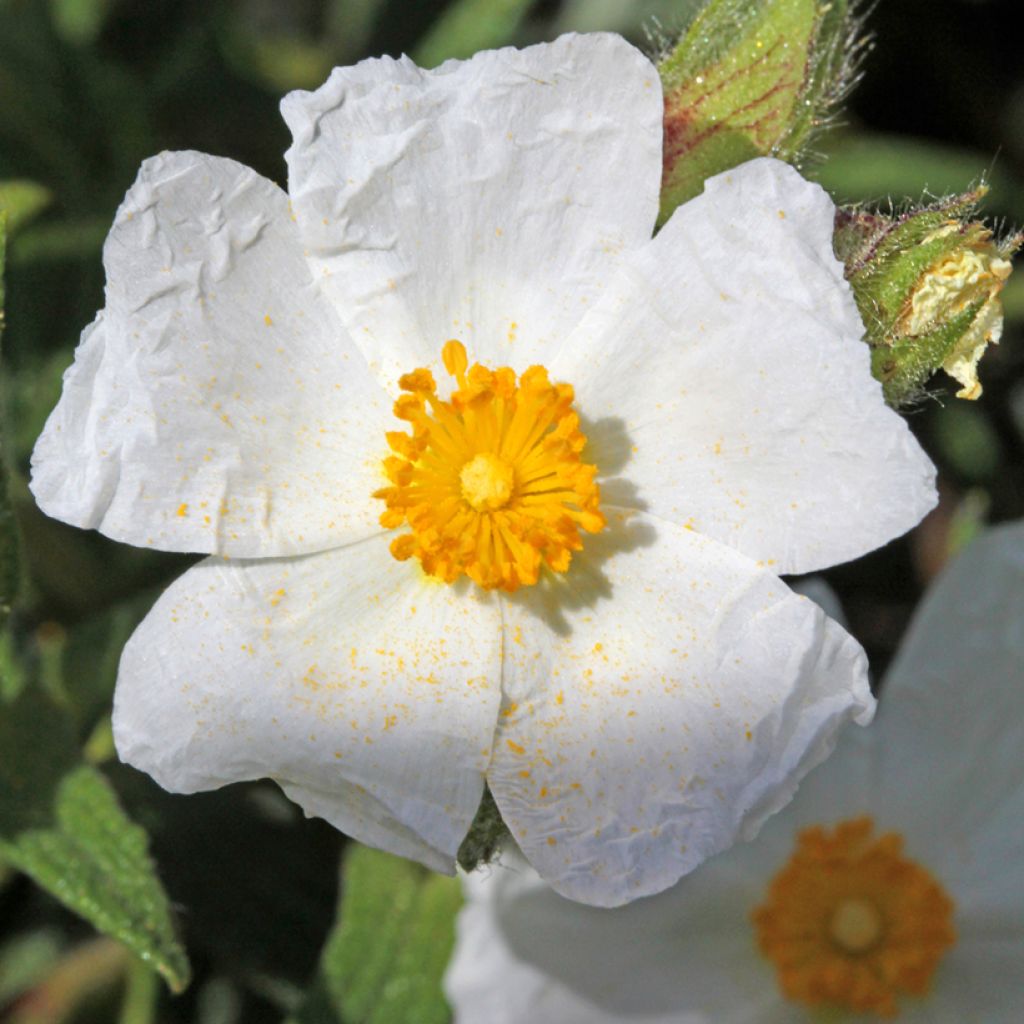 Kistus - Cistus salviifolius