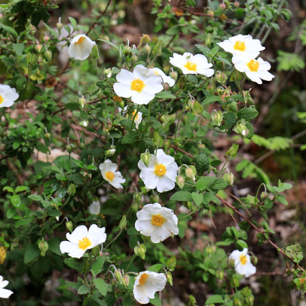 Kistus - Cistus salviifolius
