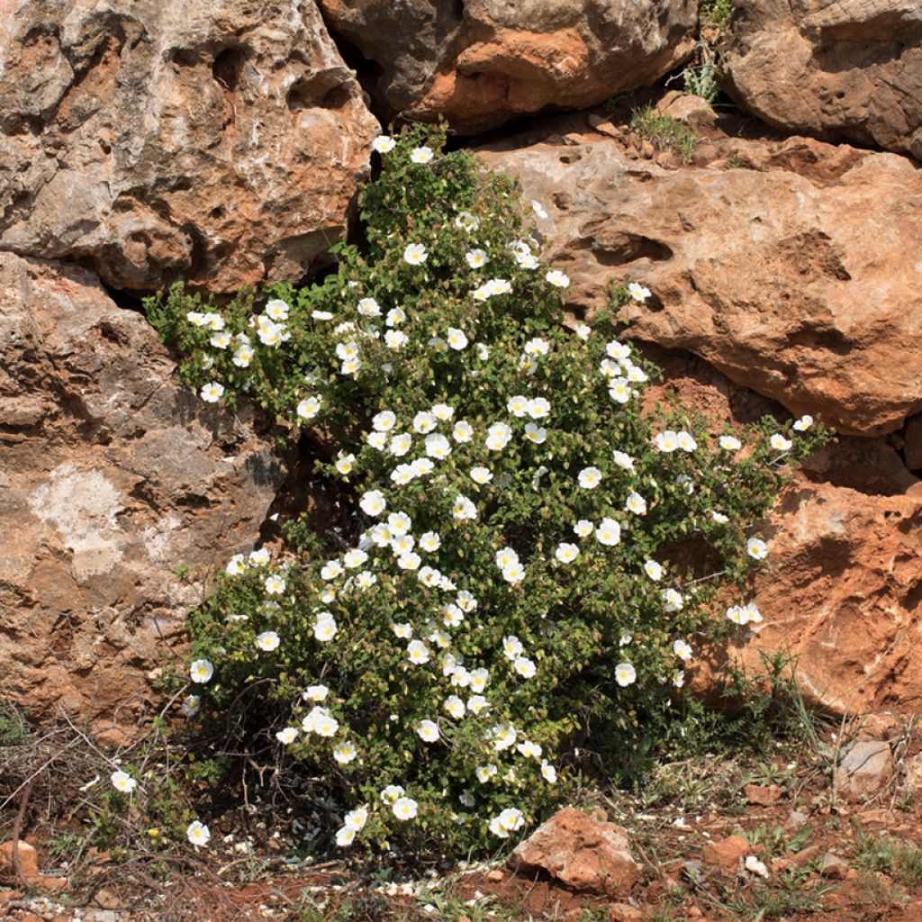 Kistus - Cistus salviifolius