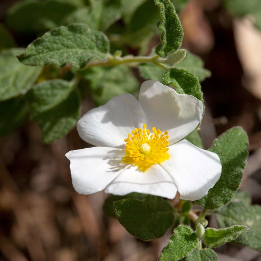 Kistus - Cistus salviifolius