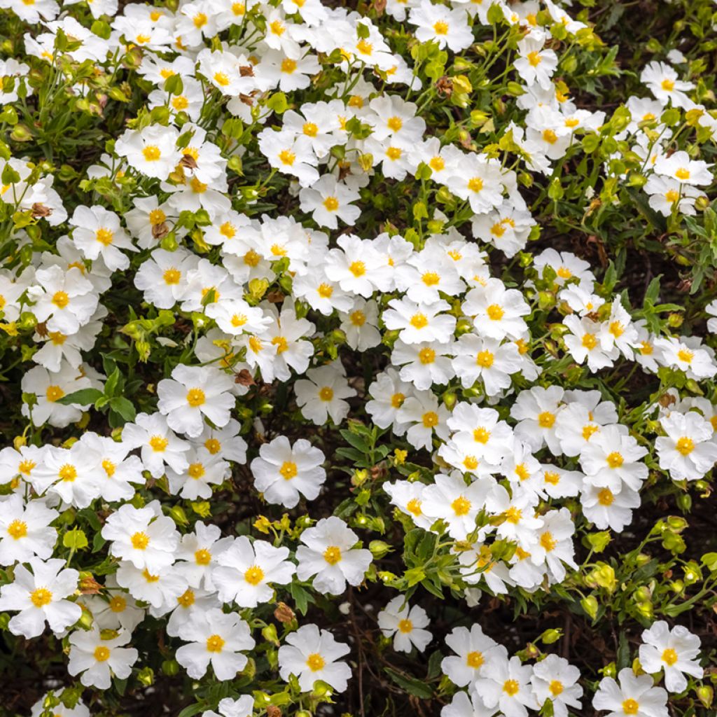 Kistus - Cistus salviifolius