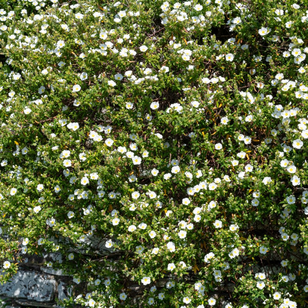Kistus - Cistus salviifolius