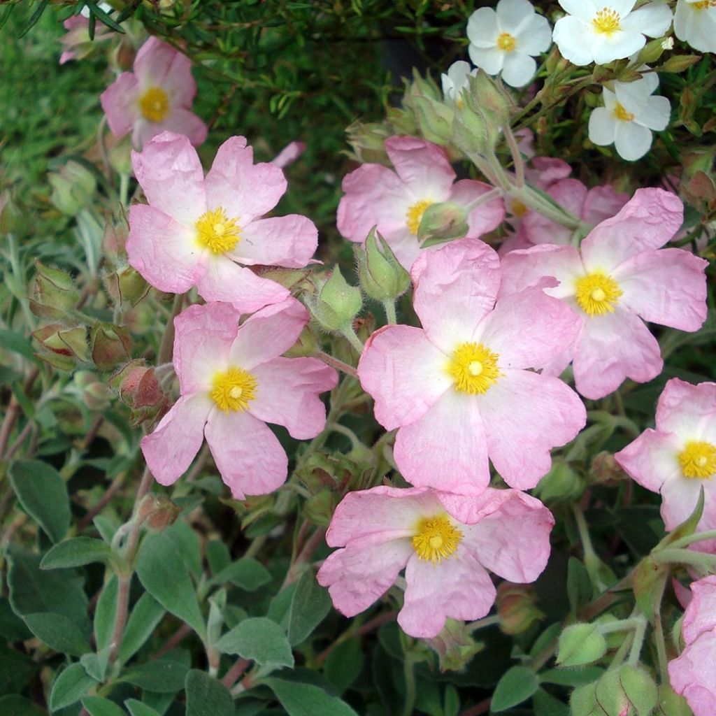 Kistus Silver Pink