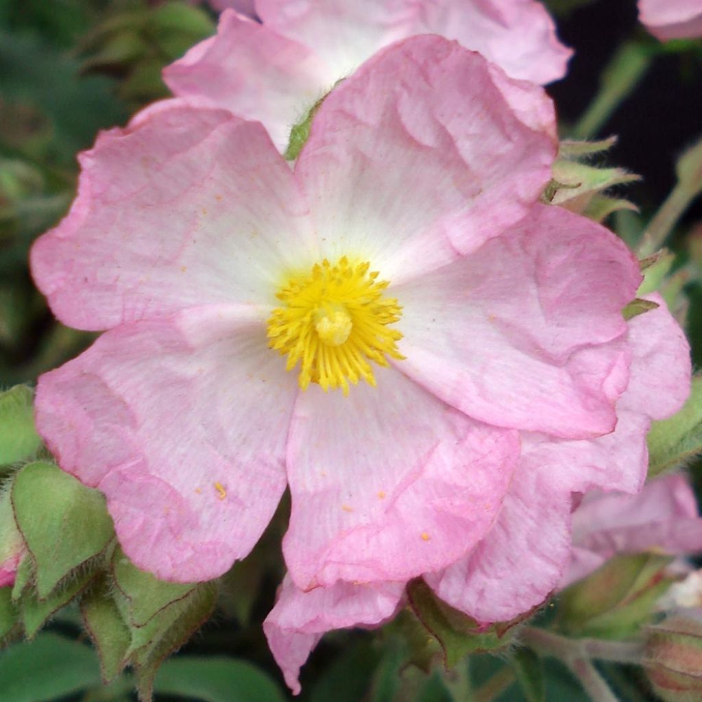 Kistus Silver Pink