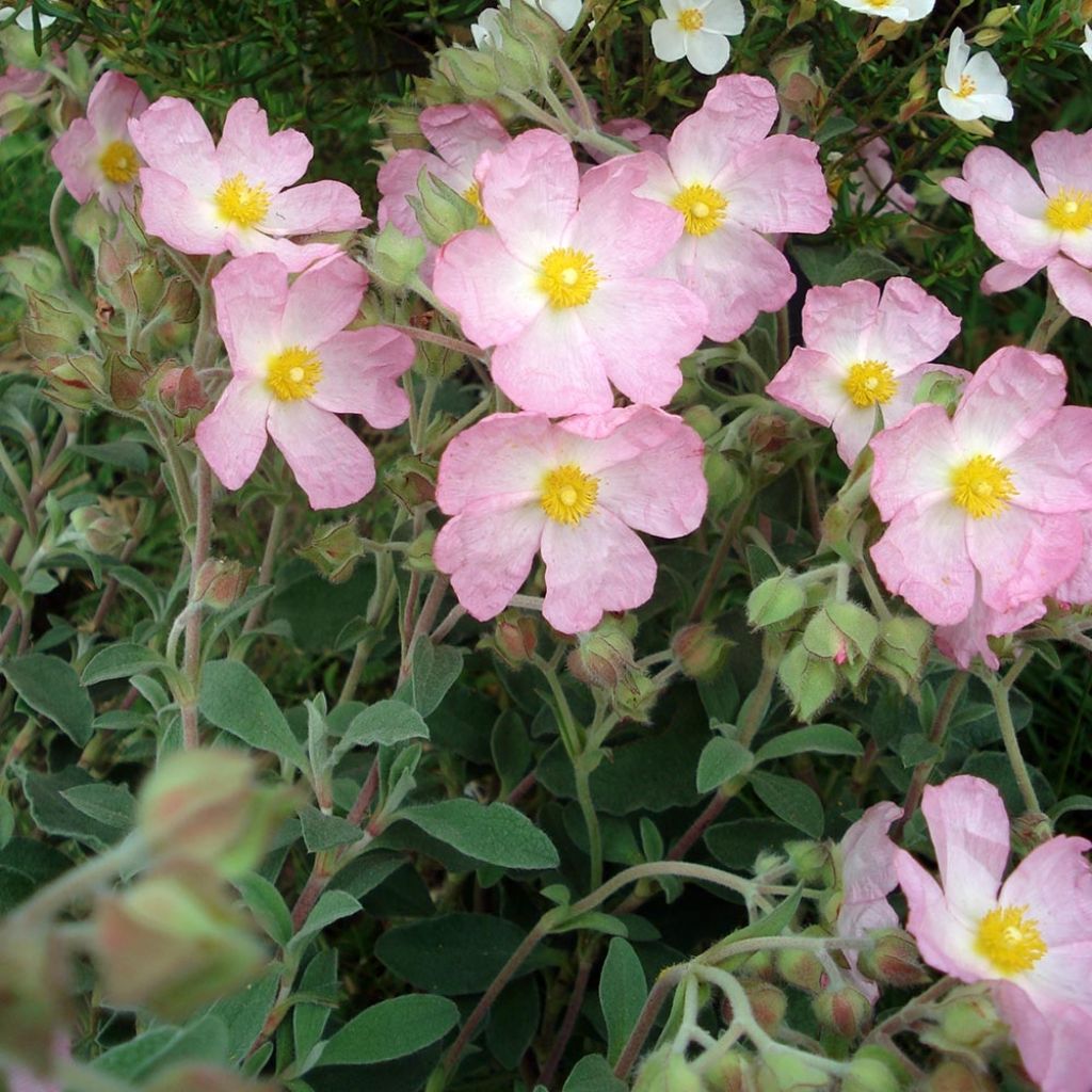 Kistus Silver Pink