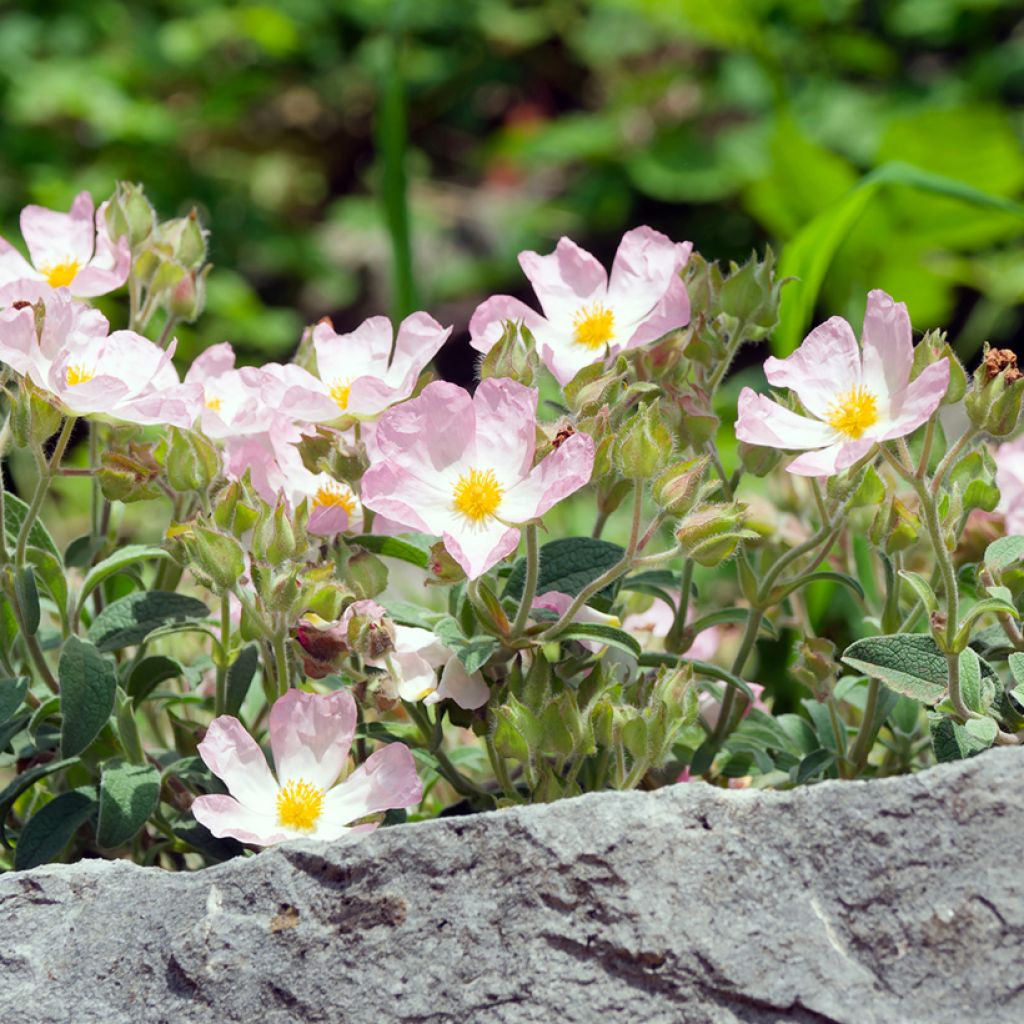 Kistus Grayswood Pink