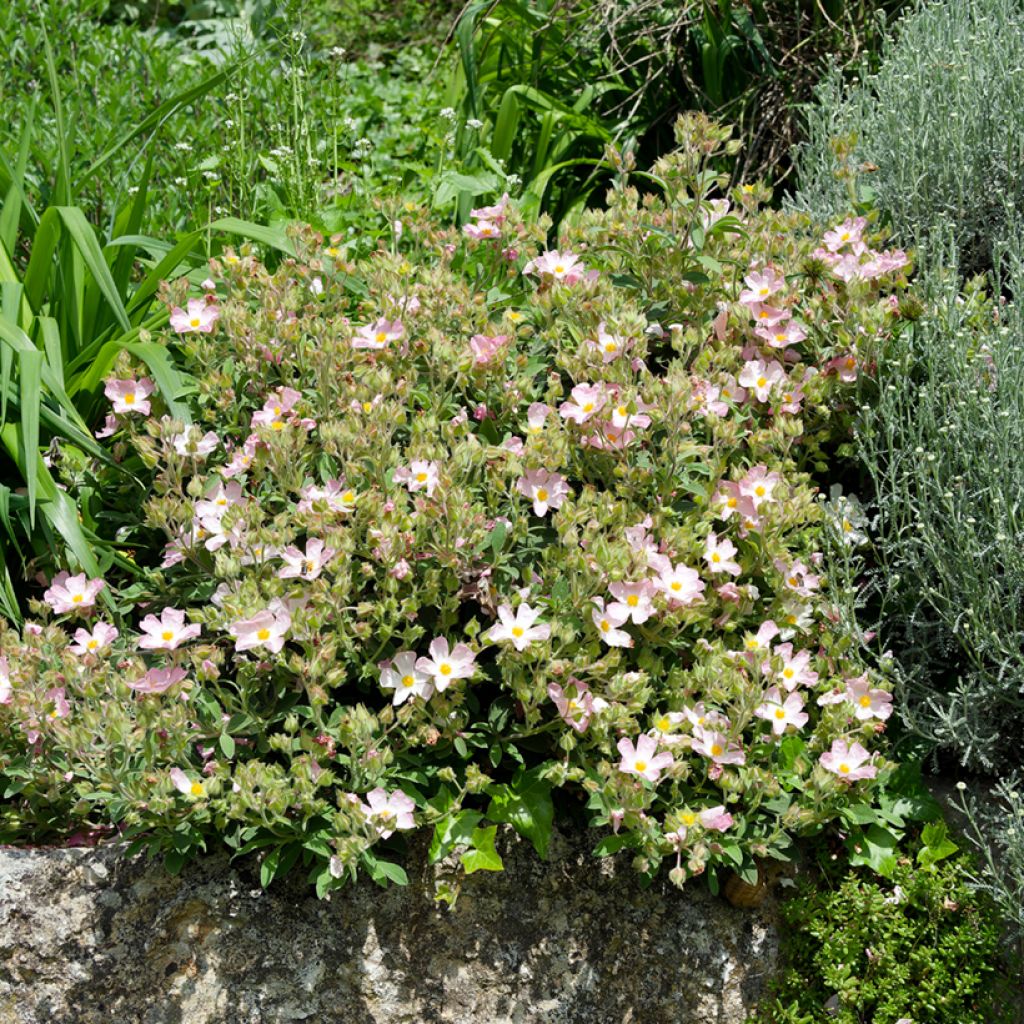 Kistus Grayswood Pink