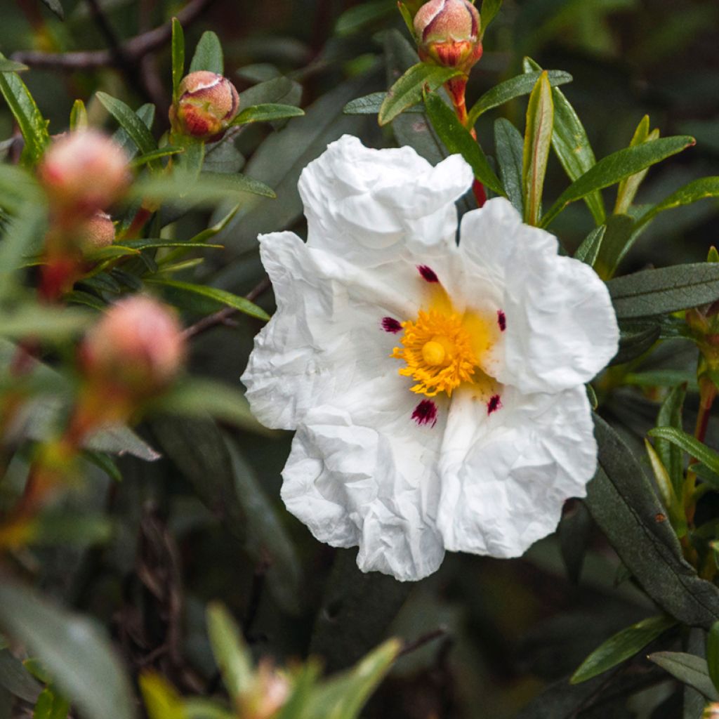 Kistus - Cistus ladanifer x loretii
