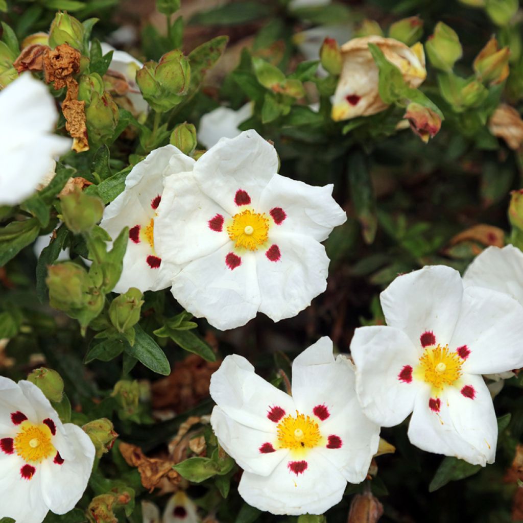 Kistus - Cistus ladanifer x loretii