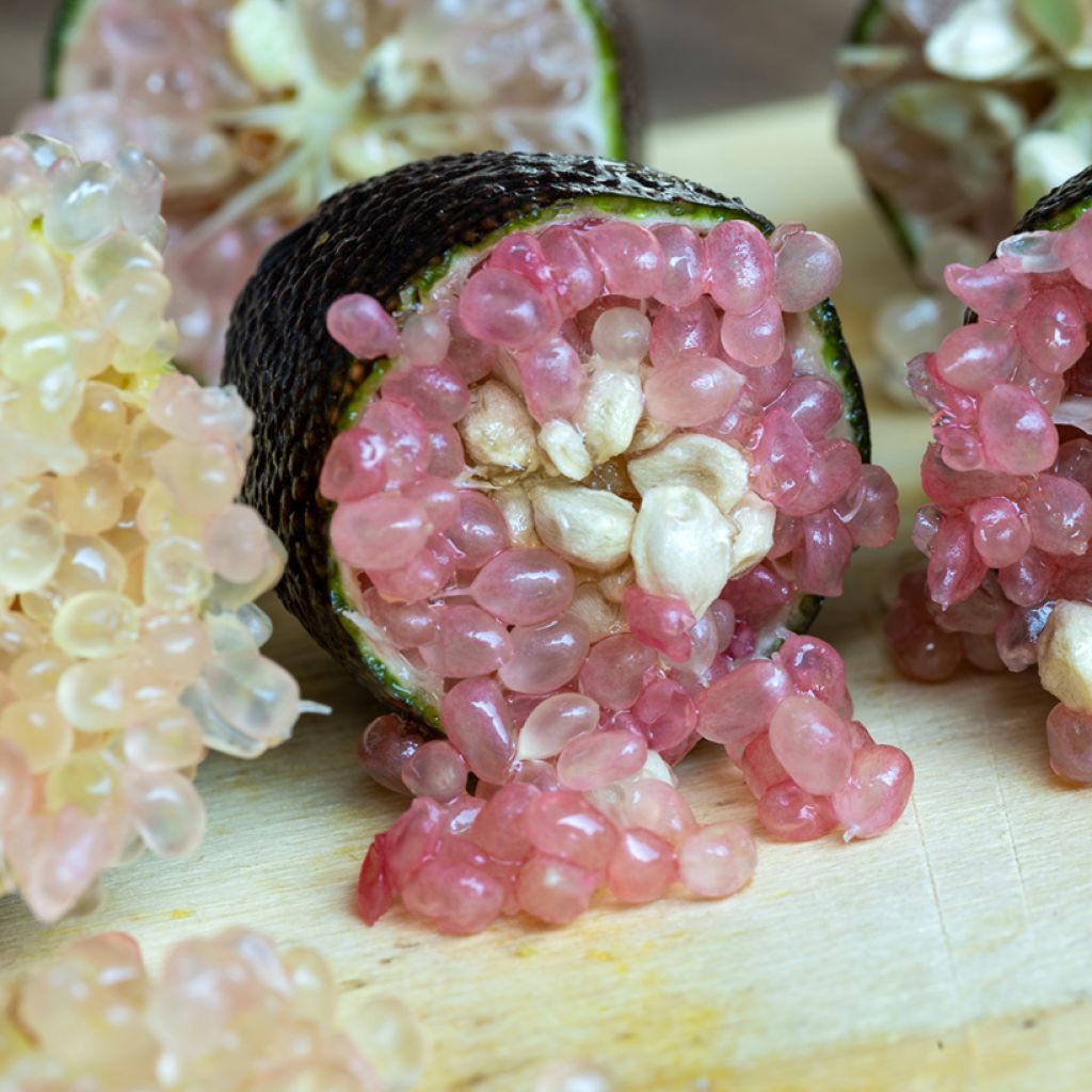 Sormilimetti Caviar Rose