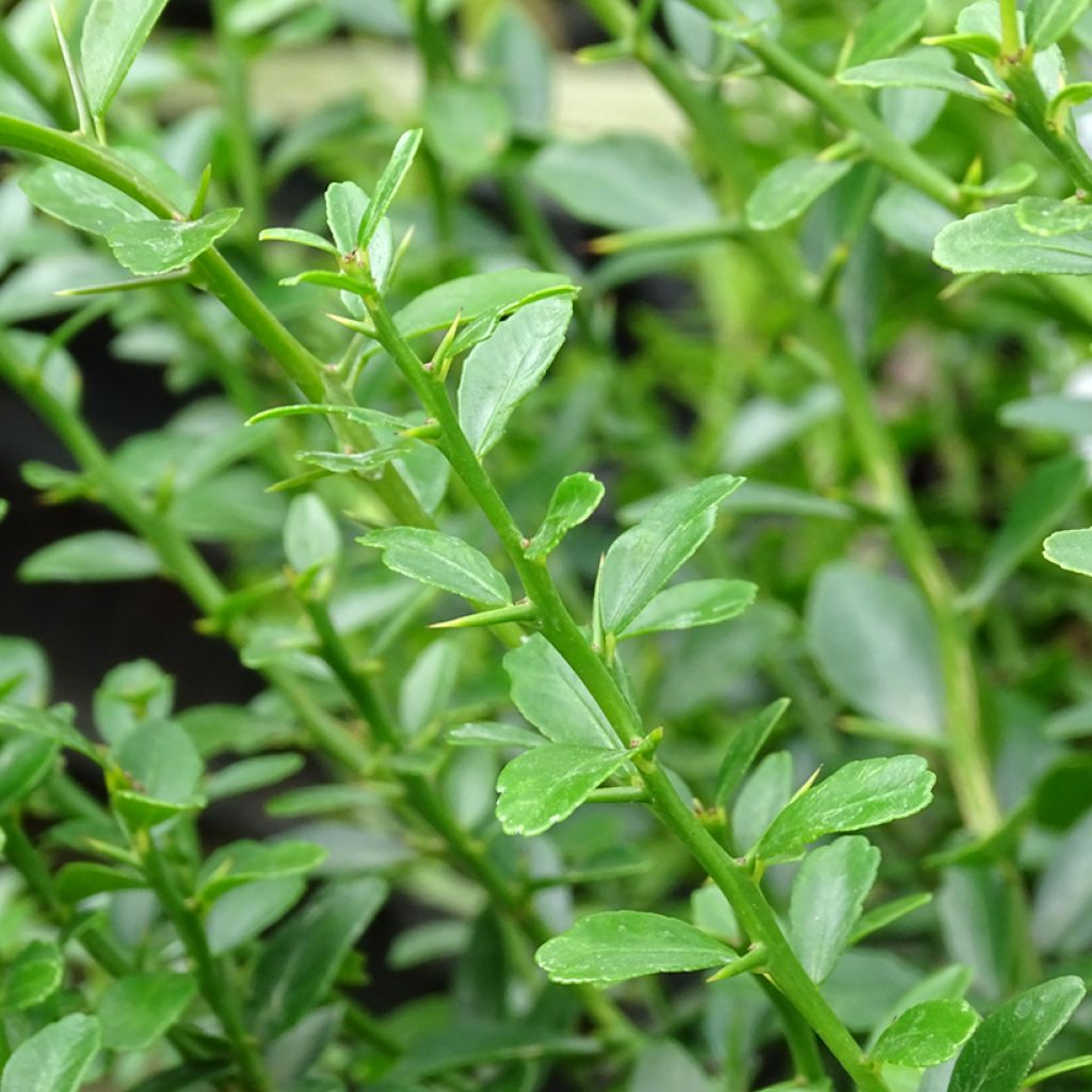 Sormilimetti - Microcitrus australasica