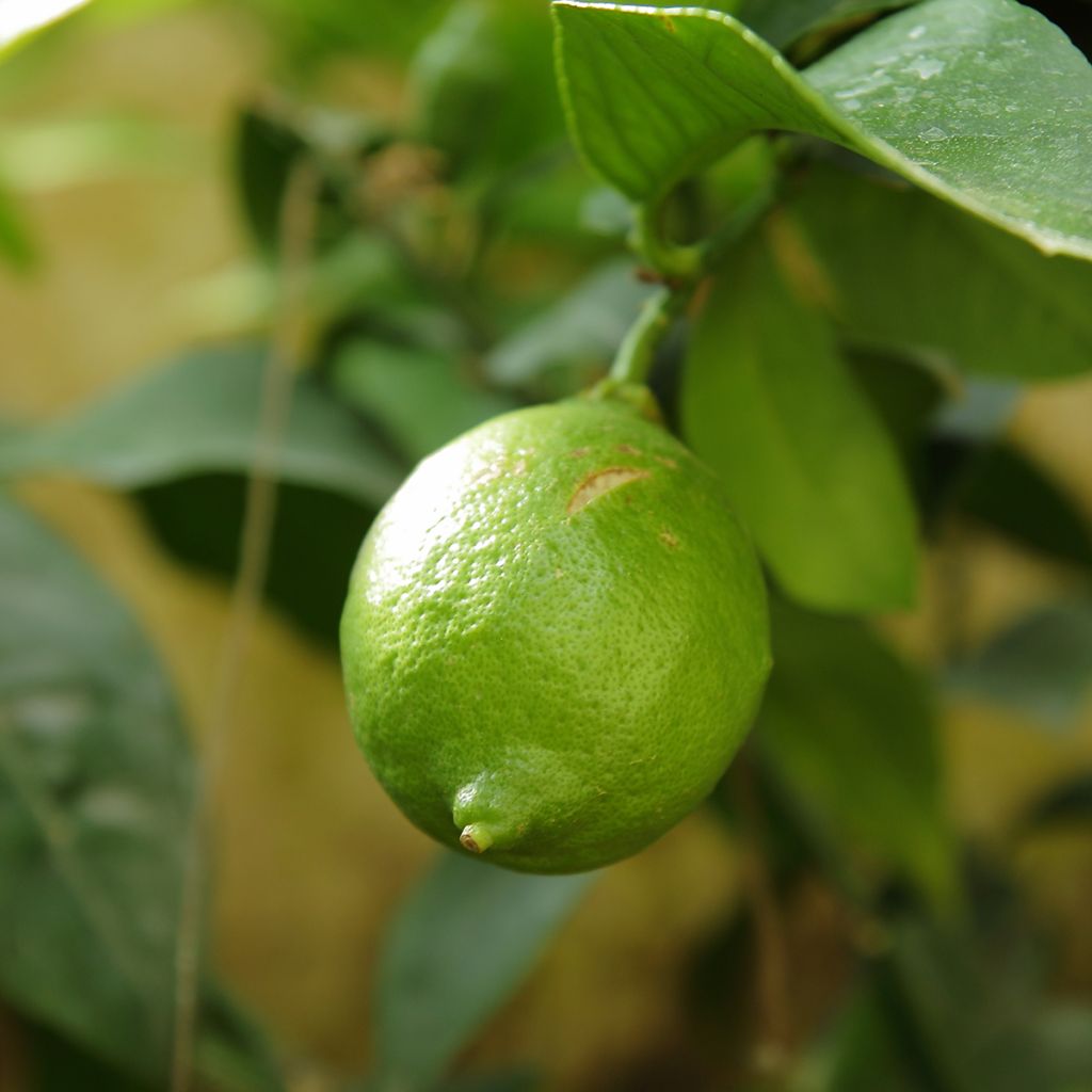 Limetti - Citrus x aurantiifolia