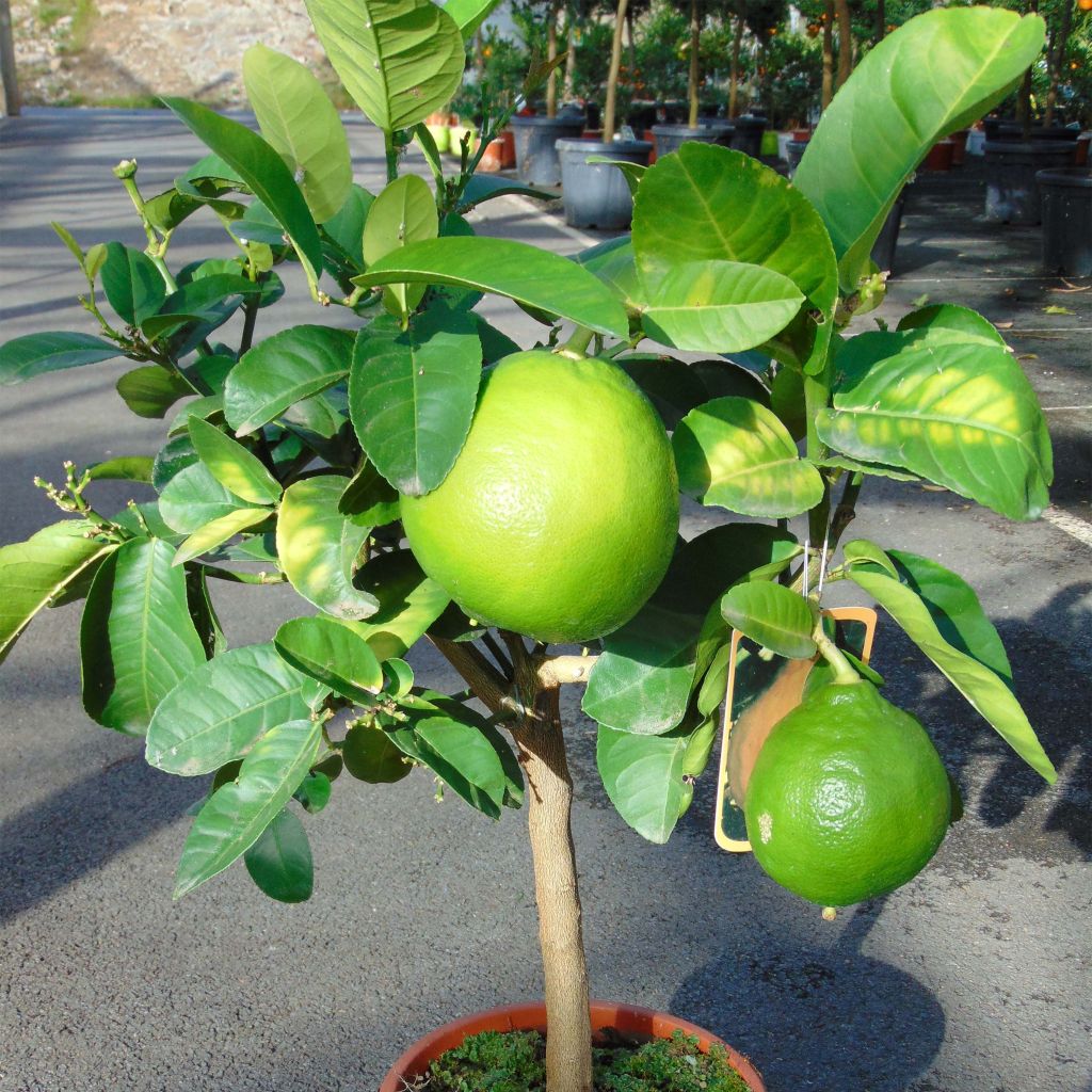 Greippi - Citrus x paradisi