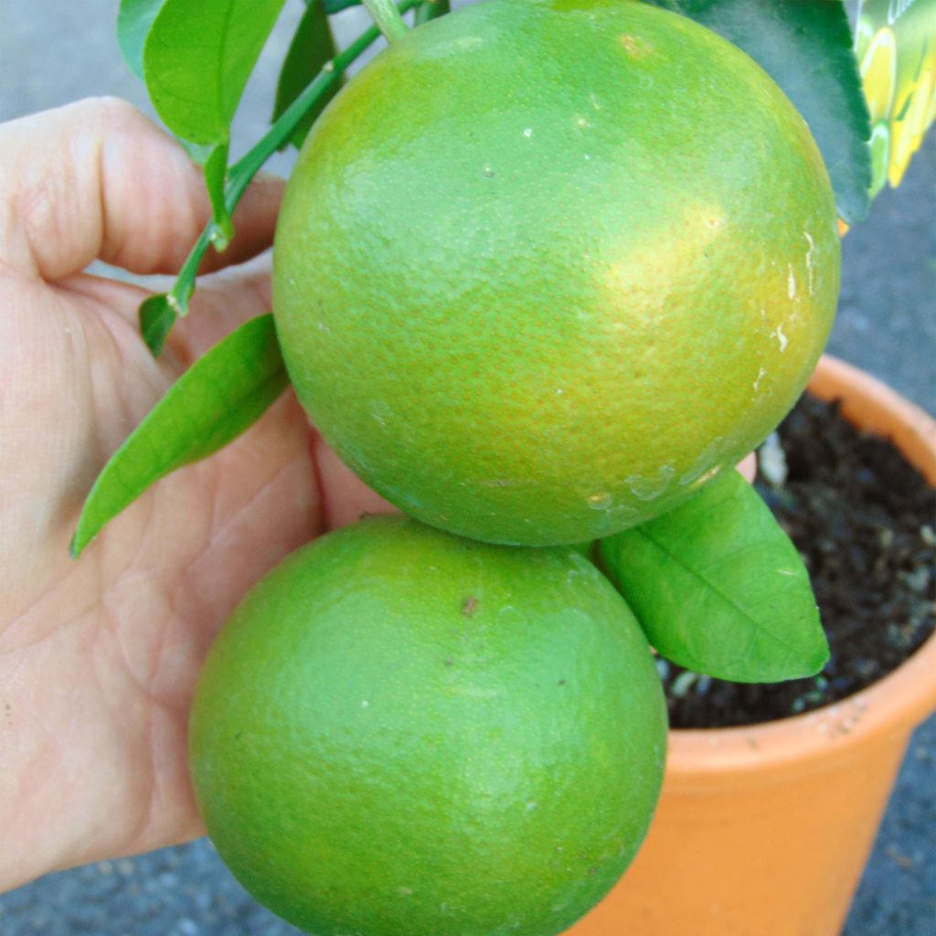 Greippi - Citrus x paradisi