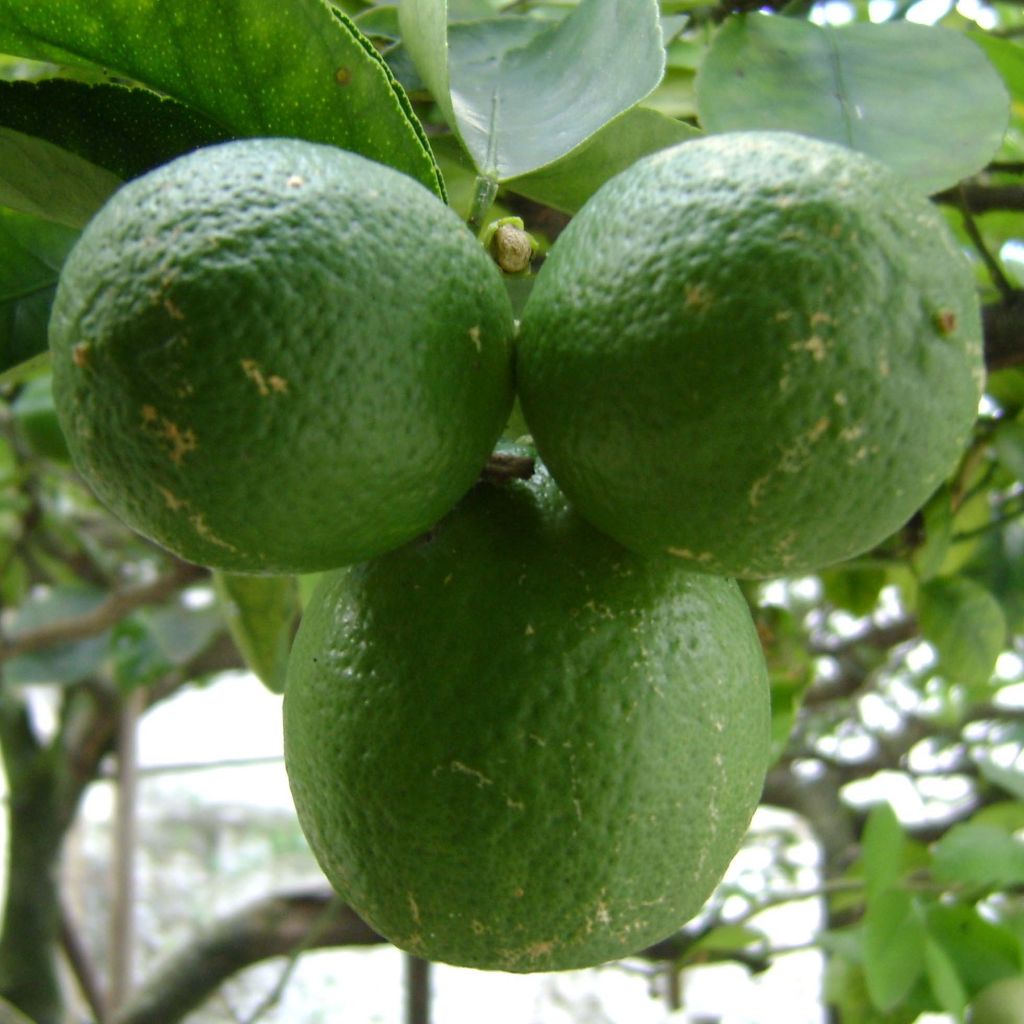 Limetti - Citrus x aurantiifolia