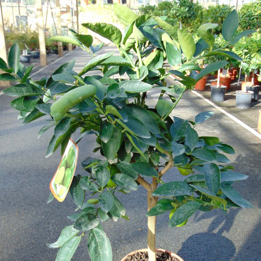 Limetti - Citrus x aurantiifolia