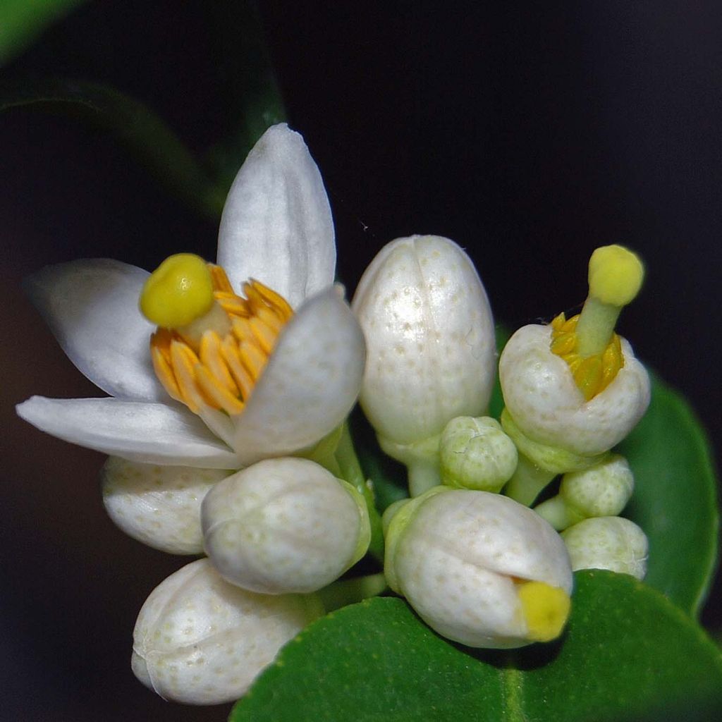Limetti - Citrus x aurantiifolia