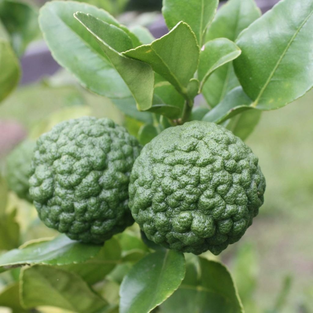 Kaffirlimetti - Citrus hystrix