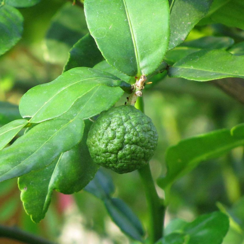 Kaffirlimetti - Citrus hystrix