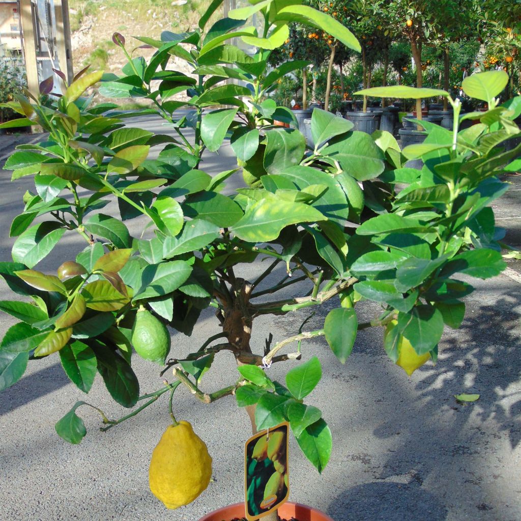 Sitruuna Eureka