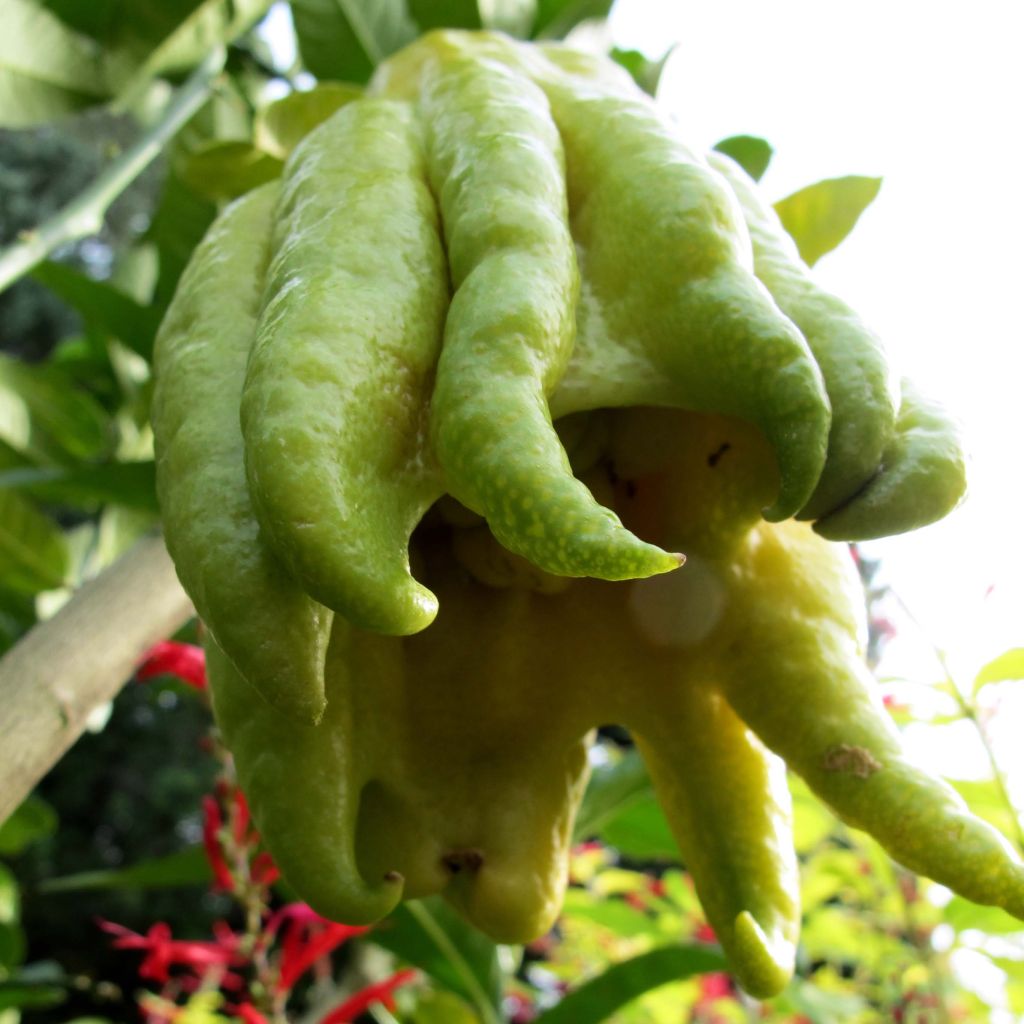 Sormisukaattisitruuna - Citrus medica var. sarcodactylis