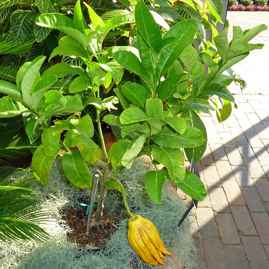 Sormisukaattisitruuna - Citrus medica var. sarcodactylis