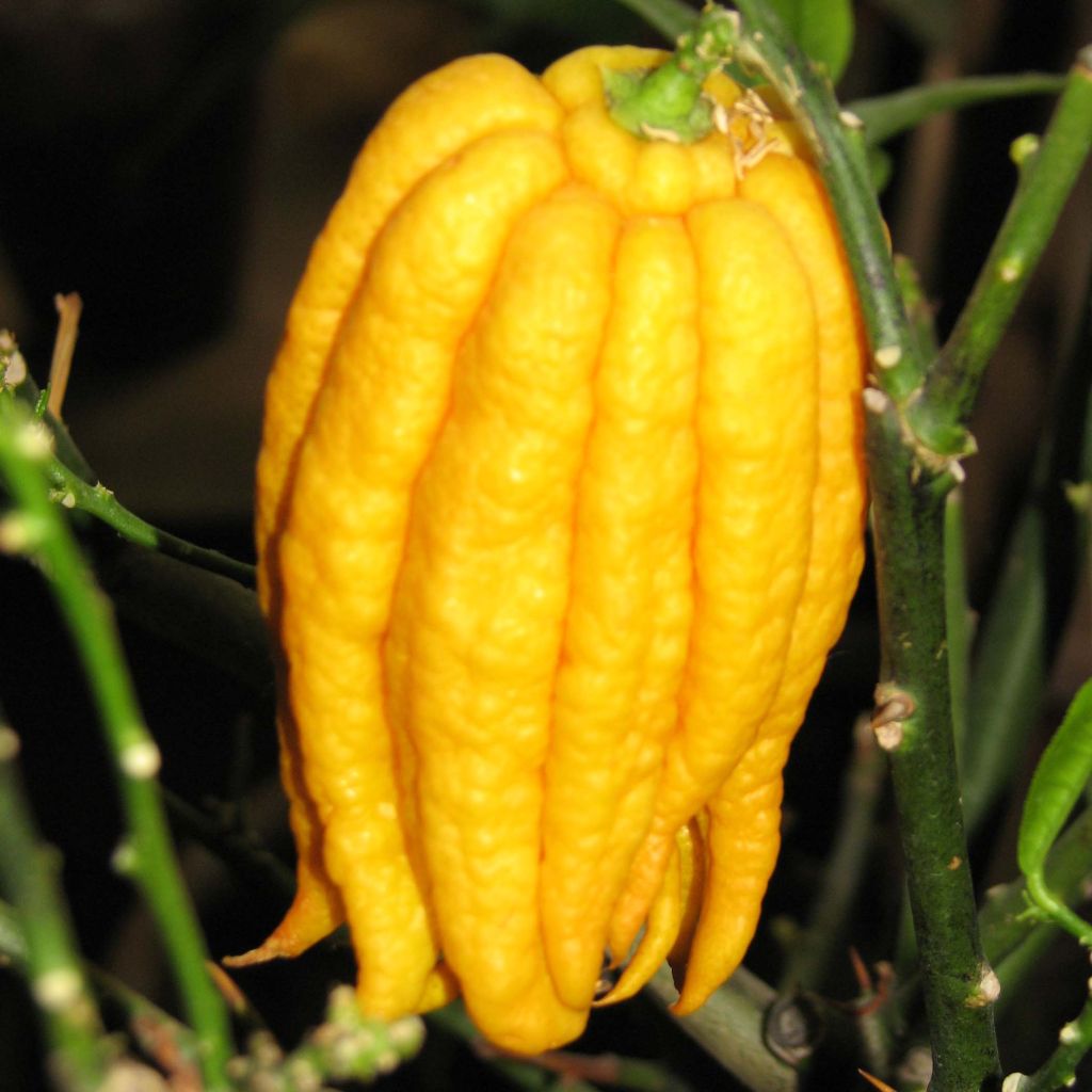 Sormisukaattisitruuna - Citrus medica var. sarcodactylis