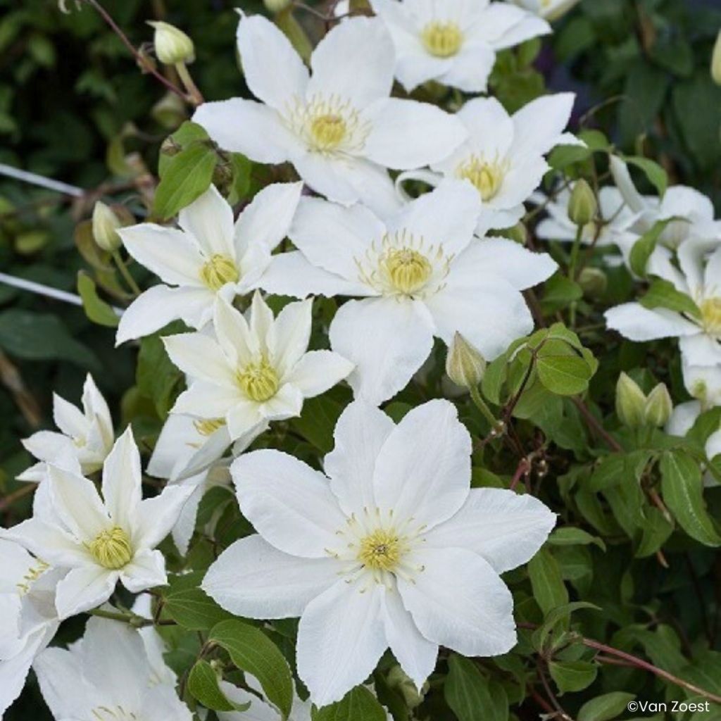 Loistokärhö Madame Blanc