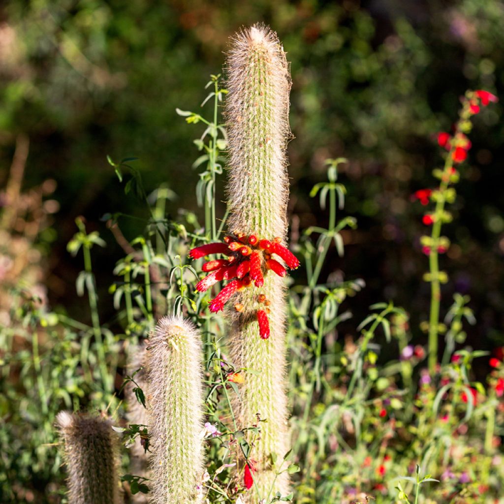 Hopeapylväskaktus - Cleistocactus strausii