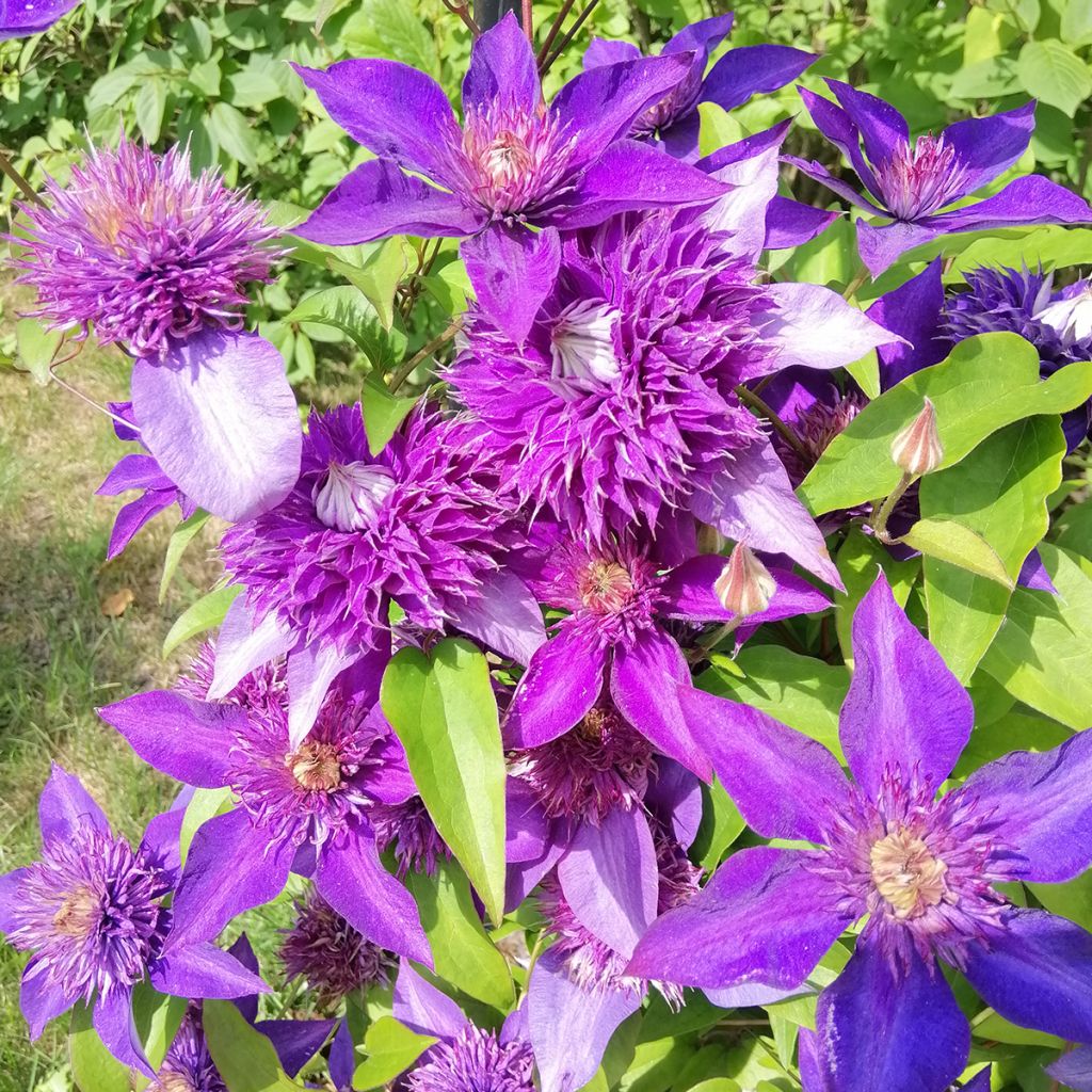 Loistokärhö Multi Blue
