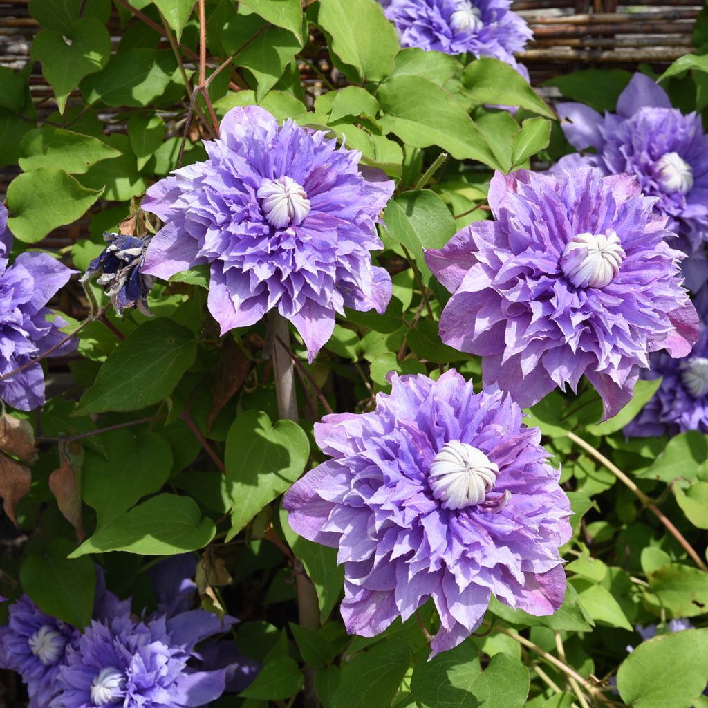 Loistokärhö Multi Blue