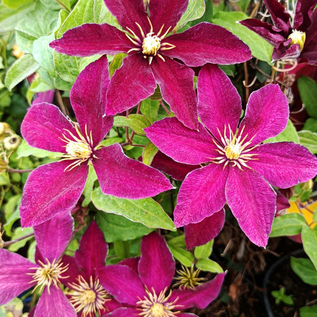 Loistokärhö Niobe