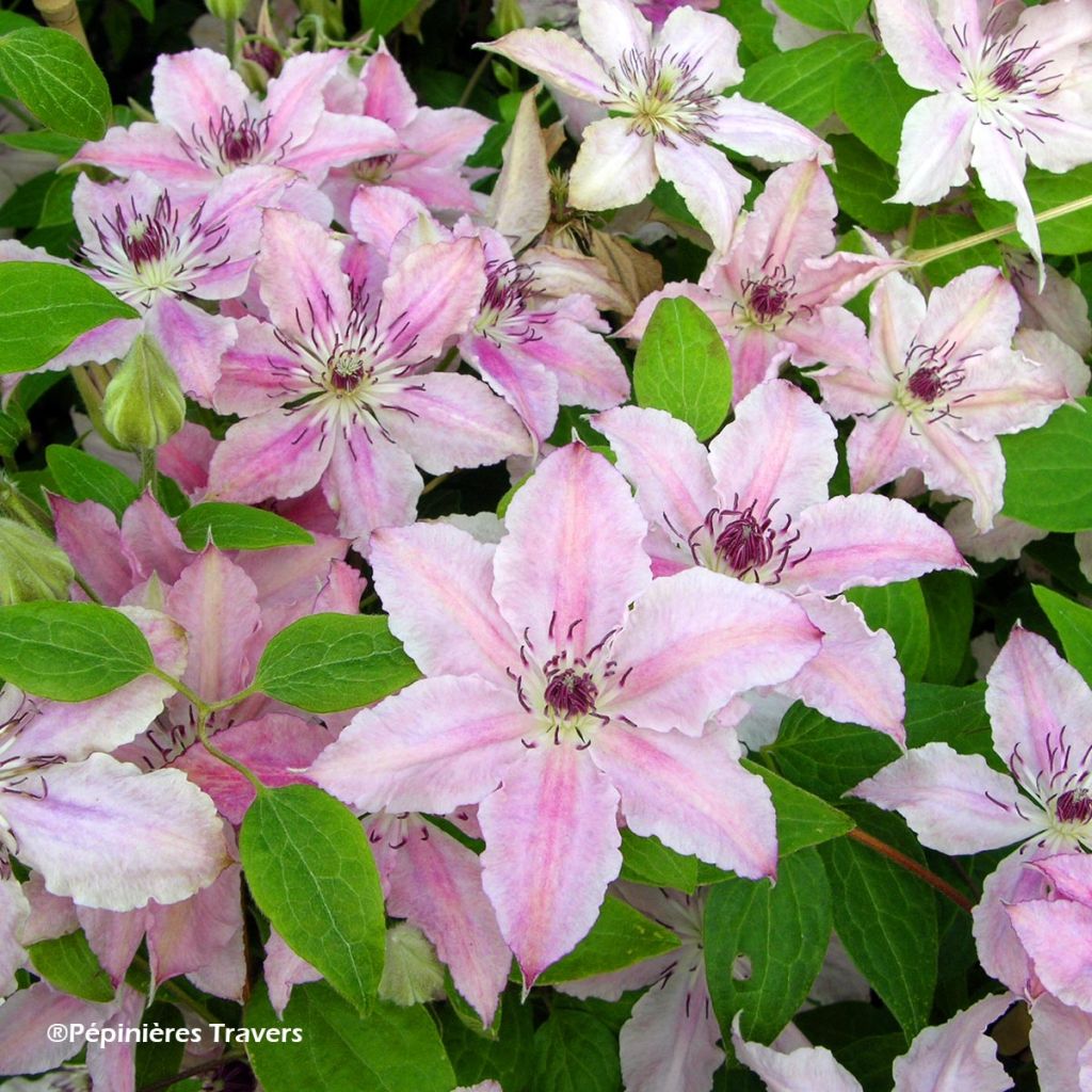 Loistokärhö Pink Fantasy