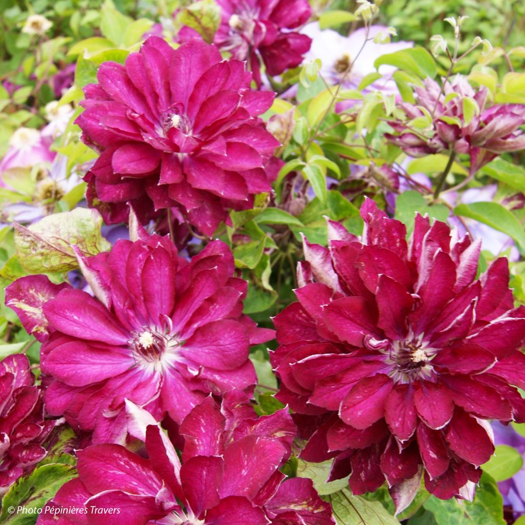 Loistokärhö Red Passion