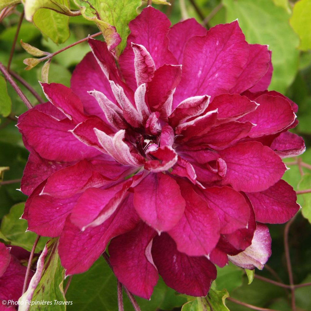 Loistokärhö Red Passion